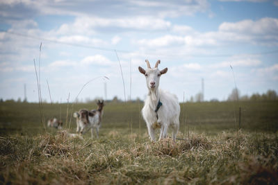Close-up of goat standing on grassy field