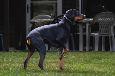 dog