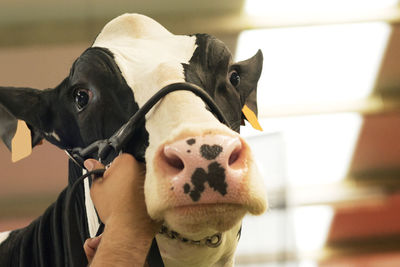 Cropped hand of man holding cow noseband