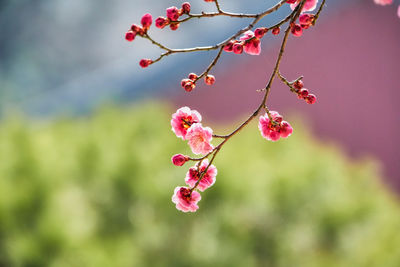 Close-up of cherry blossoms on tree