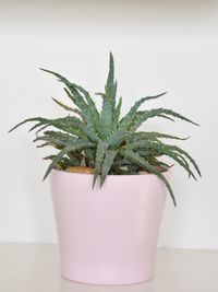 Close-up of potted plant against white background