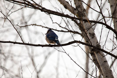 Low angle view of bird perching on branch