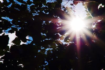 Low angle view of sun shining through trees