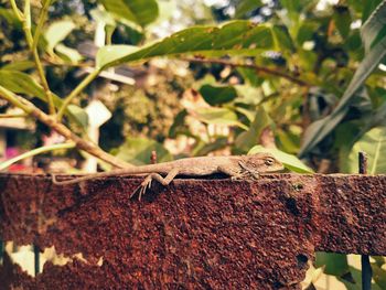 Close-up of insect on plant