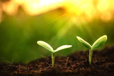 Close-up of plant growing on field