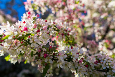 Close-up of flowers on tree