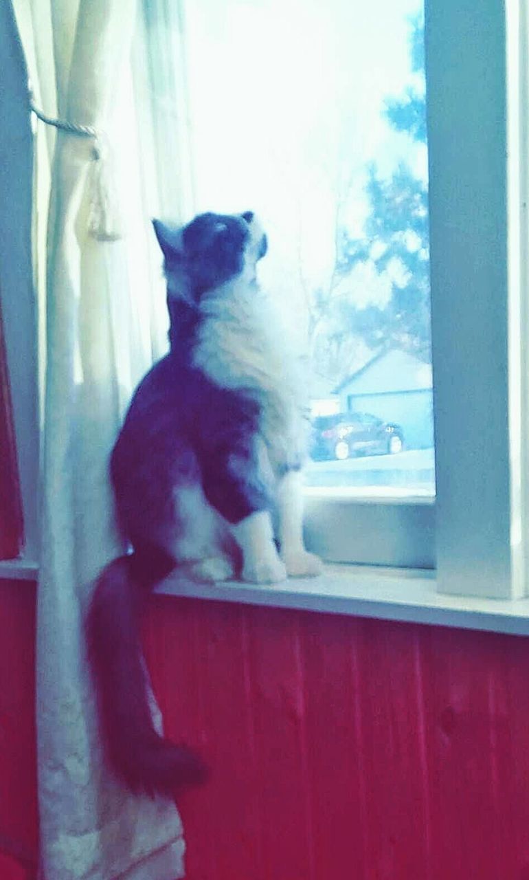 DOG LOOKING THROUGH WINDOW AT HOME