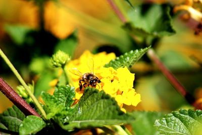 Close-up of insect on flower