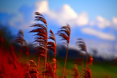 Close-up of stalks in field against sky during sunset