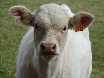 Close-up portrait of cow on field