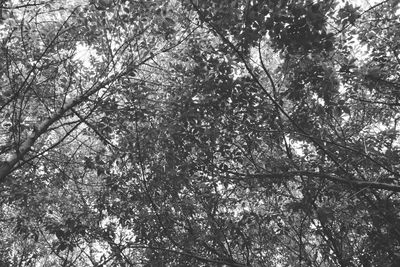 Low angle view of trees in forest