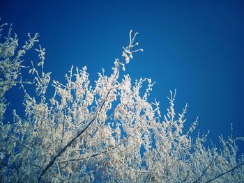 Low angle view of snow against blue sky