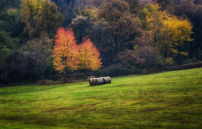 Hay bales on field during autumn