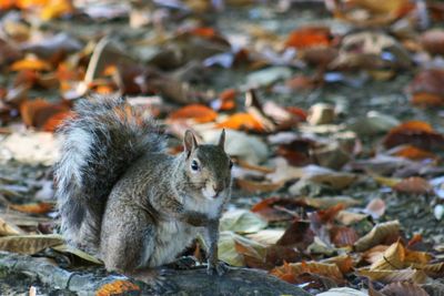 Squirrel sitting in zoo