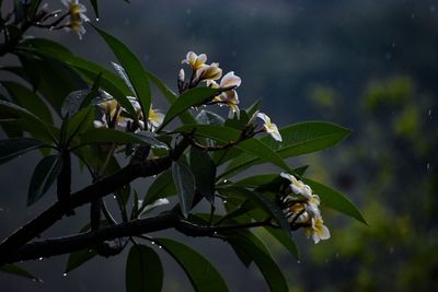 Close-up of white flowering plant