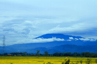 Scenic view of field against sky