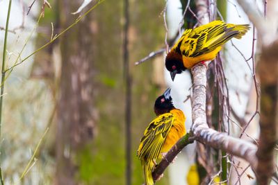 Close-up of bird perching on branch