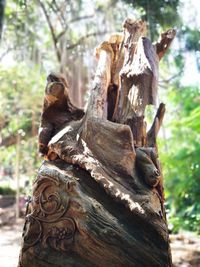 Close-up of animal sculpture on tree trunk