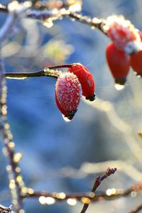 Close-up of berries on tree against sky