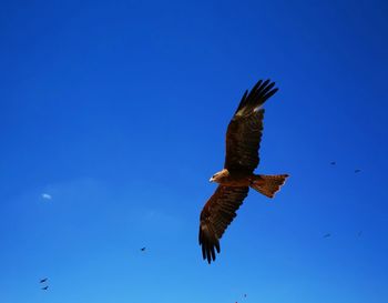 Low angle view of eagle flying in sky