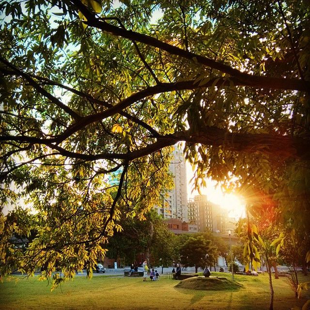 tree, building exterior, architecture, built structure, city, sunlight, growth, branch, park - man made space, sun, skyscraper, grass, lawn, park, city life, incidental people, sunbeam, outdoors, nature, office building