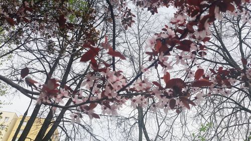 Low angle view of cherry blossoms against sky
