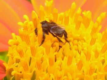 Bee pollinating on yellow flower