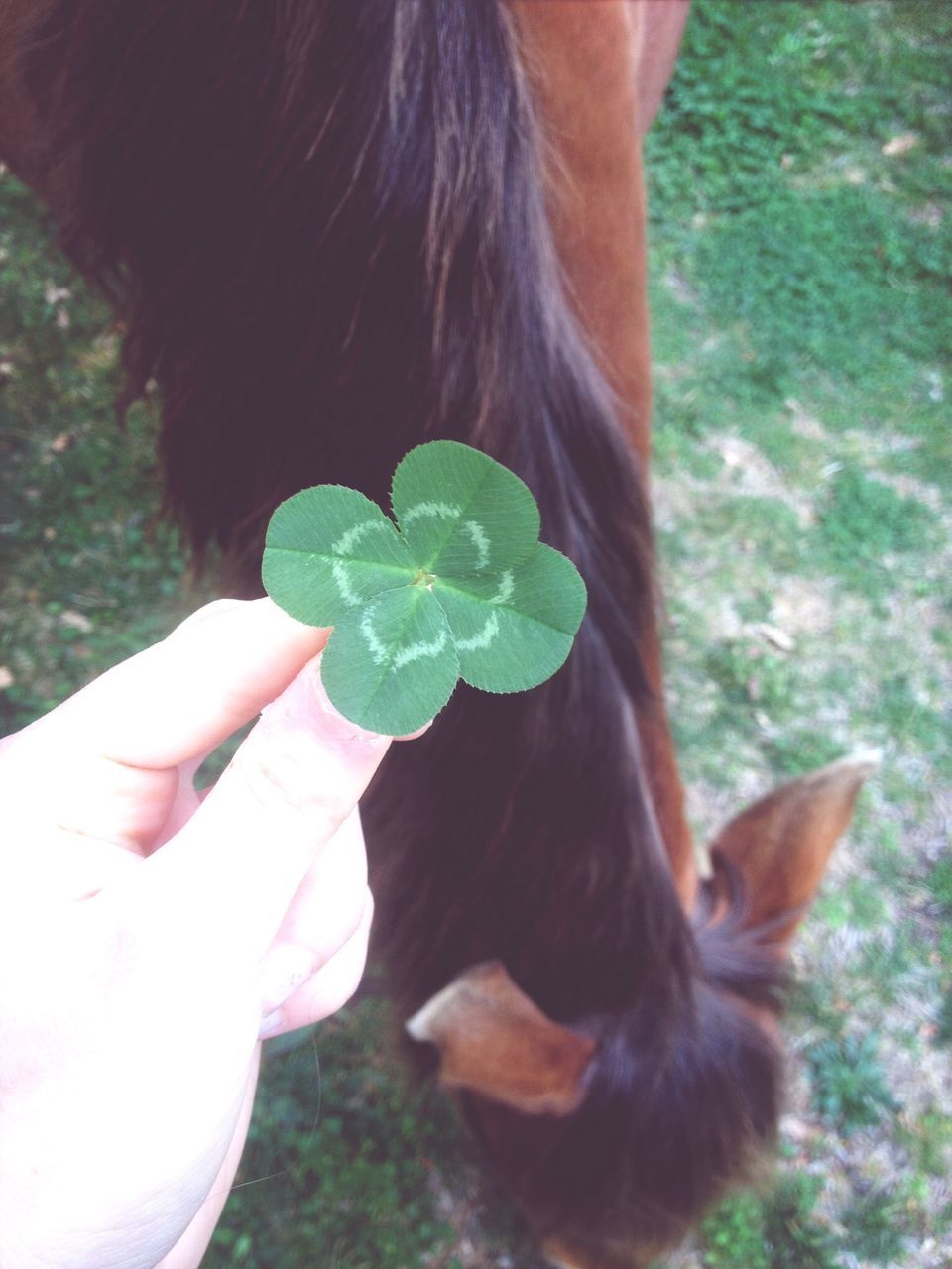 animal themes, domestic animals, person, mammal, one animal, horse, part of, livestock, cropped, close-up, focus on foreground, field, holding, grass, animal body part, unrecognizable person, animal head