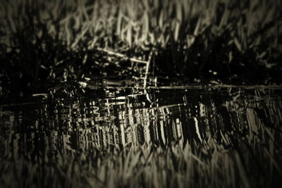 Close-up of wet plants in lake