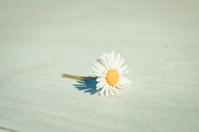 Close-up of white flower