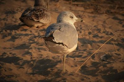 Close-up of birds