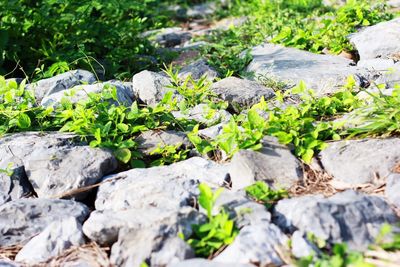 Close-up of plants growing on rock