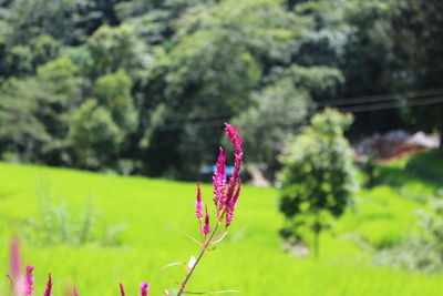 Close-up of flowers blooming on field