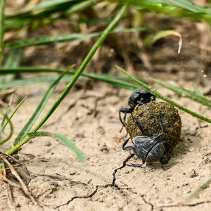 High angle view of insect on land