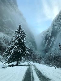 Snow covered road by trees against sky