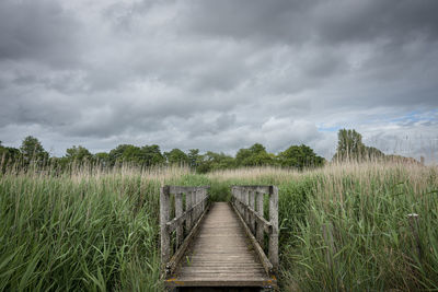 Wooden foot bridge in wetlands.