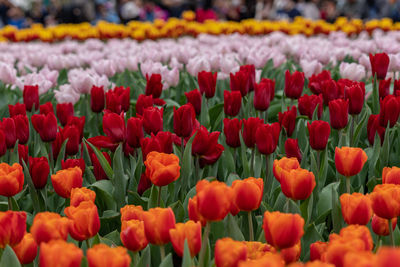 Close-up of yellow tulips