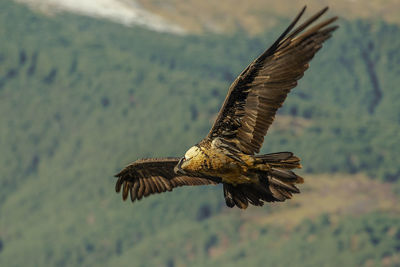 Full length of bird flying over landscape