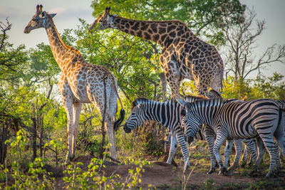 Tiger standing by tree against sky