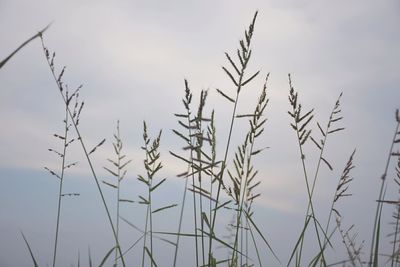 Low angle view of silhouette plants against sky