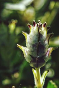 Close-up of flowers against blurred background