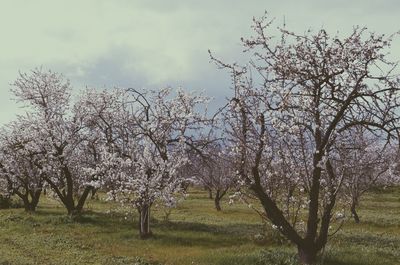 Bare trees on field