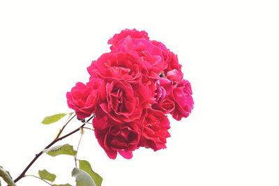 Close-up of pink roses