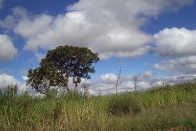Trees on field against sky