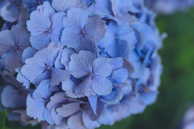 Close-up of purple flowering plant