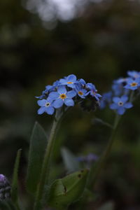 Close-up of purple flowering plant