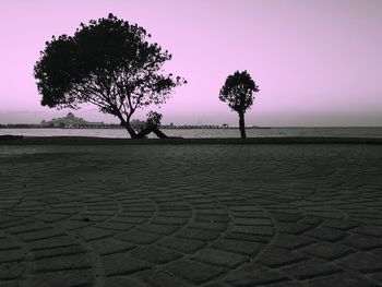 Silhouette tree on beach against sky during sunset