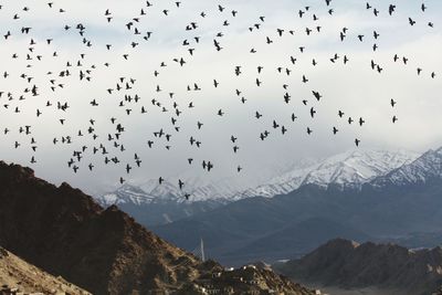 Flock of birds flying over mountain range