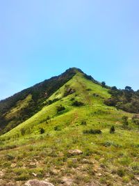 Scenic view of field against clear blue sky