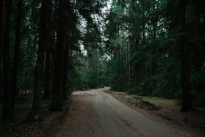 Dirt road amidst trees in forest